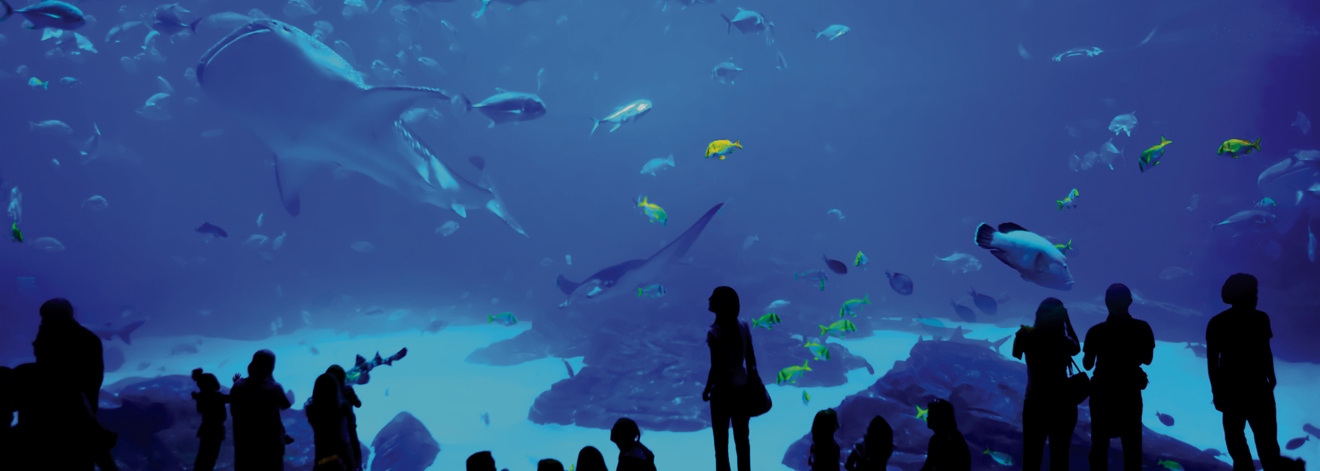 silhouettes of people standing in front of large aquarium tank
