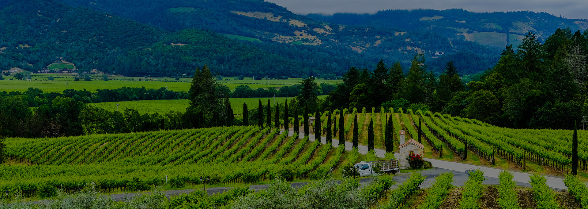 wide view of lush green winery vineyards and mountains in background