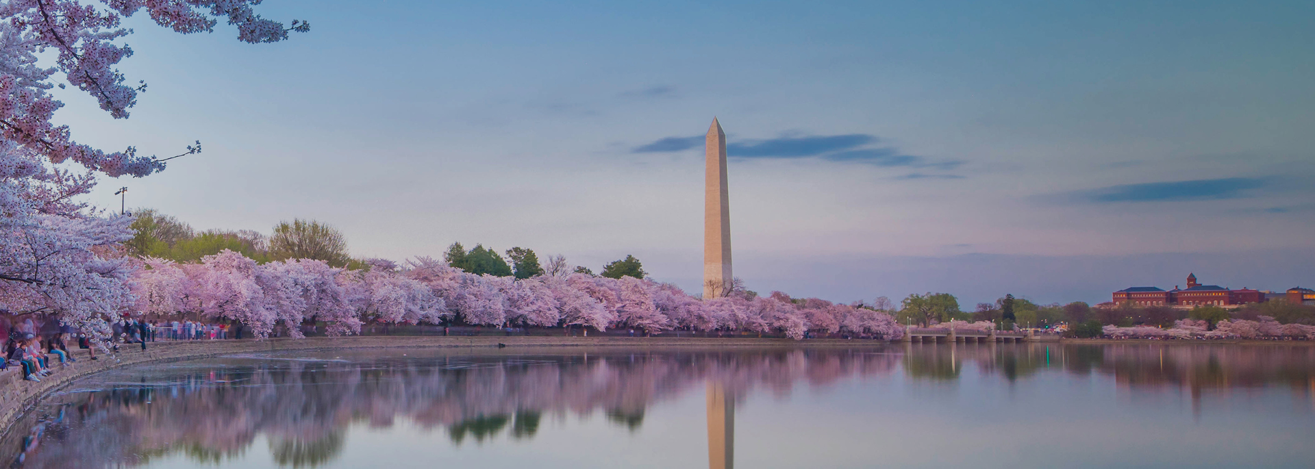 view of lake overlooking washington monument with pink cherry blossom trees in full bloom