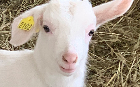 A baby goat at Heid Farm in Hokkaido