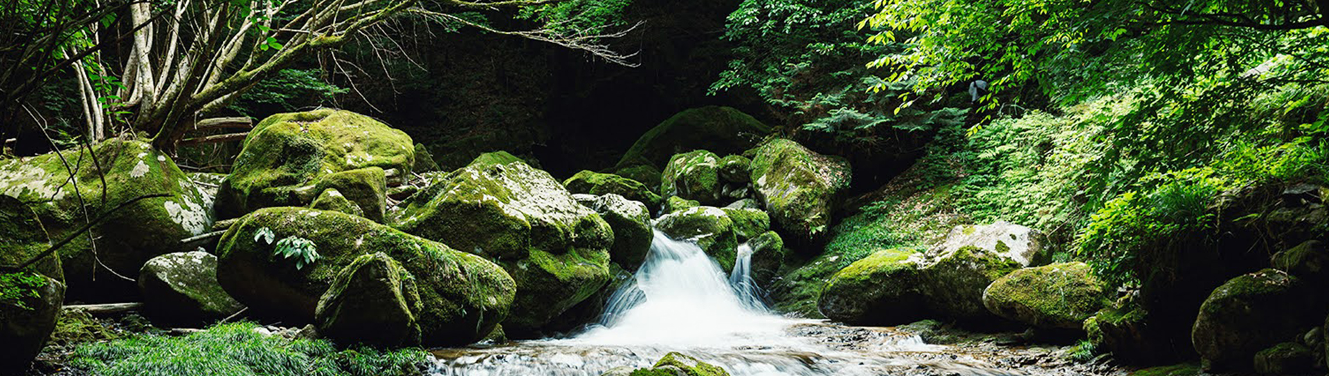 small stream surrounded by mossy rocks and trees