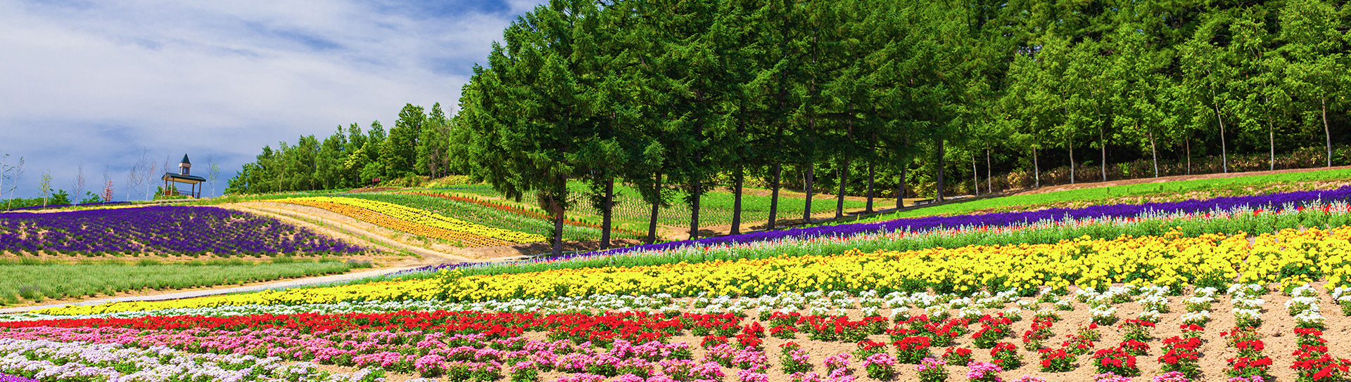 a large field filled with multicolored flowers