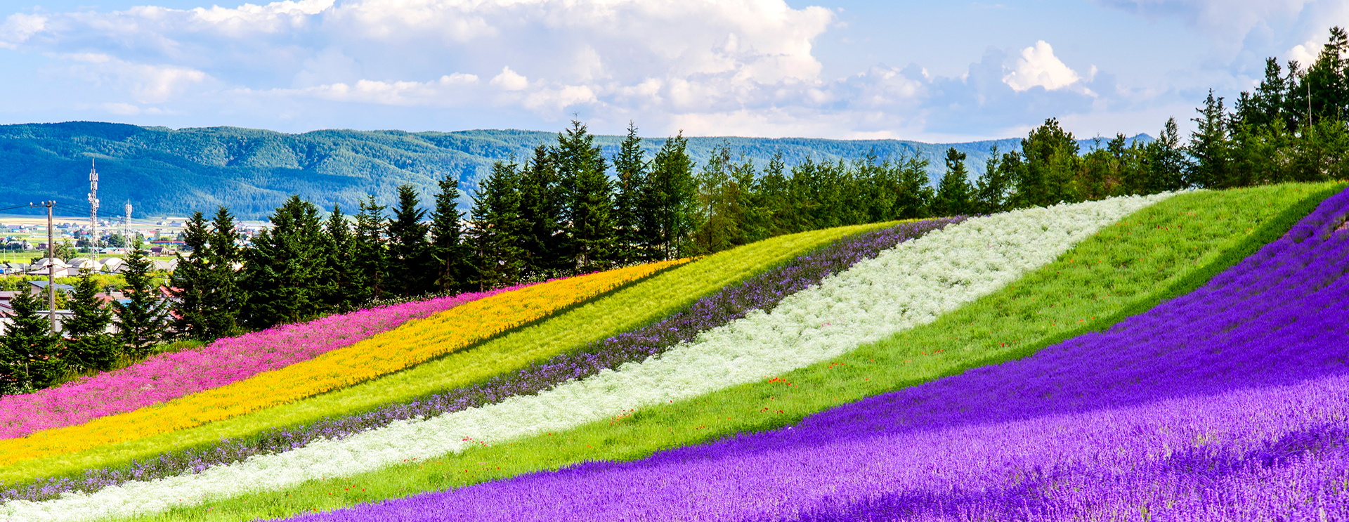 giant multicolored flower field