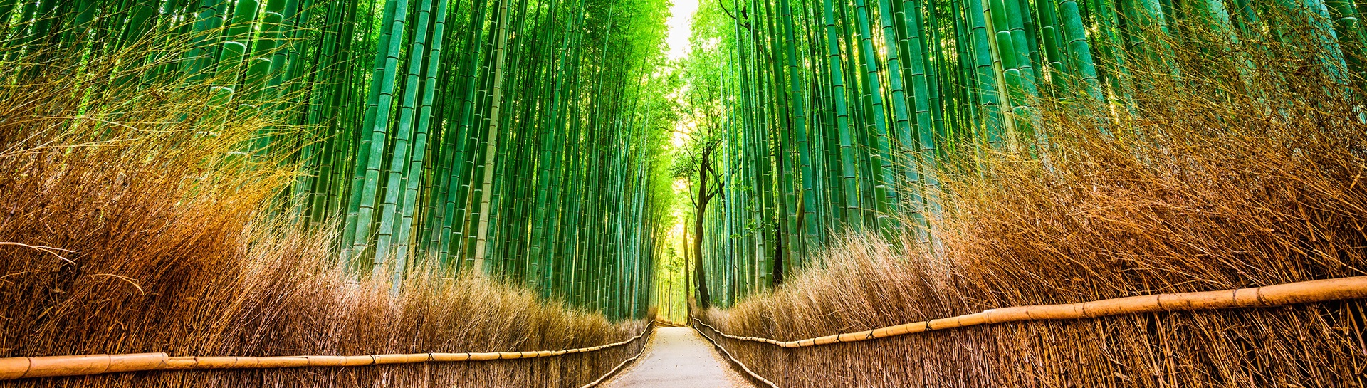 large green trees surrounding a trail