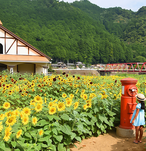 sunflower field with mountain in background