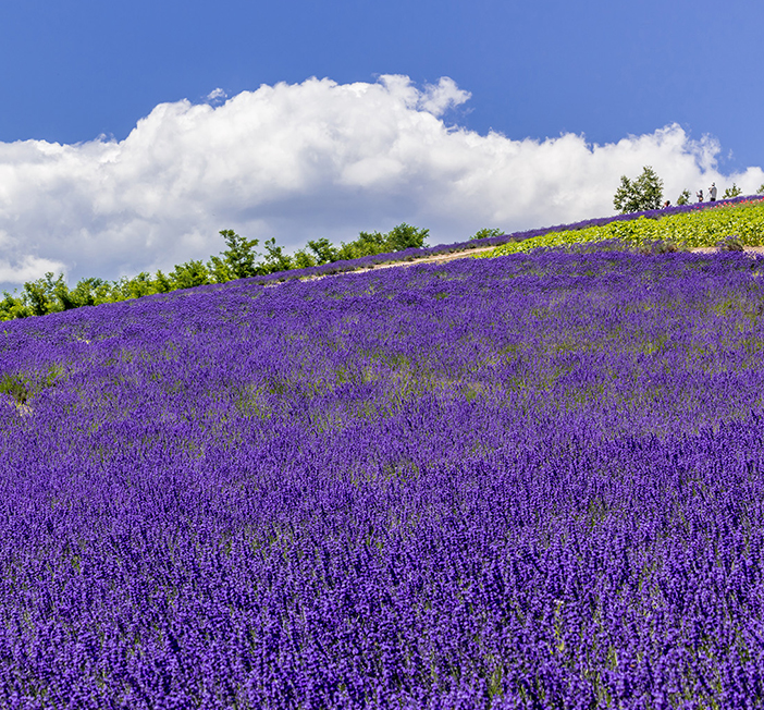 large field filled with purple flowers