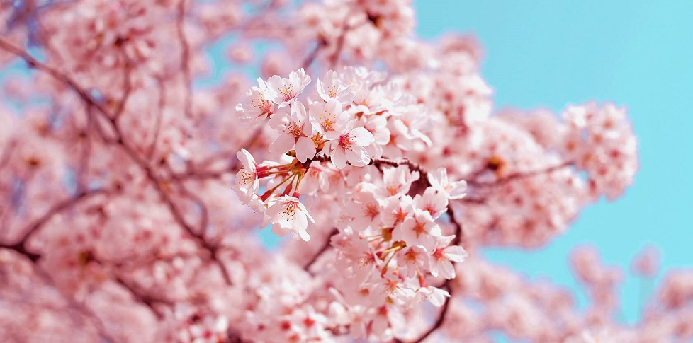 close up of the flowers blooming on a cherry blossom tree