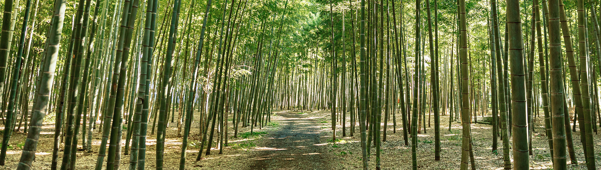 wide view of various bamboo trees