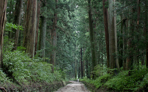 A pathway surrounded by tall trees at Cedar Avenue of Nikko