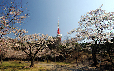 A view of Utsunomiya Tower surrounded by cherry blossoms