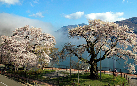 Two giant cherry trees standing in Shokawazakura Park in Gifu Prefecture