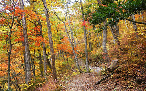 A trail surrounded by trees inside Shokawa Deai no Mori in Gifu
