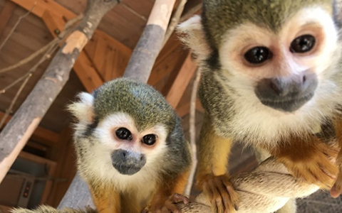 Two monkeys inside the Ouchiyama Zoo 