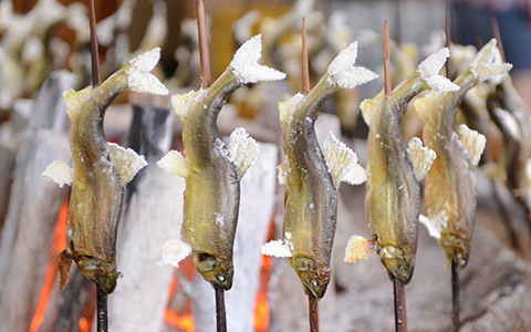 Ayu sweetfish being grilled on skewers in front of the fire