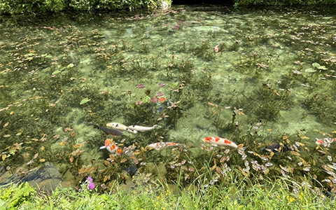 View of Monet's Pond with koi (carp) swimming in the water