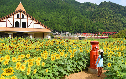 View of the sunflower fields at Suhara Himawari no Sato in Gifu