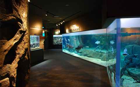 Inside of the aquarium with fish tanks