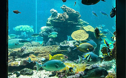 A fish tank with colorful fish swimming inside at Kushimoto Marine Park