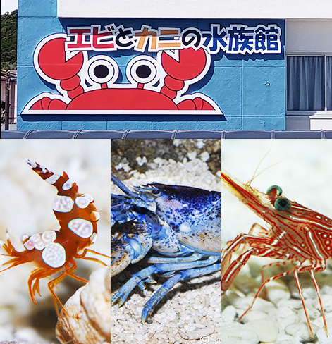 Image of Aquarium signage, shrimp, and blue lobster