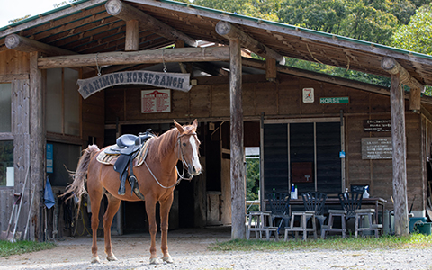 A brown horse standing outside of a stable at Tanimoto Horse Ranch in Kyoto