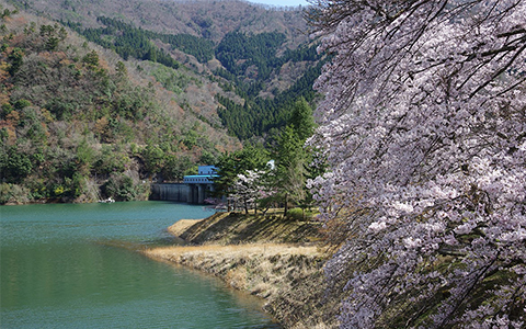 A view of the Ono Dam and cherry blossoms