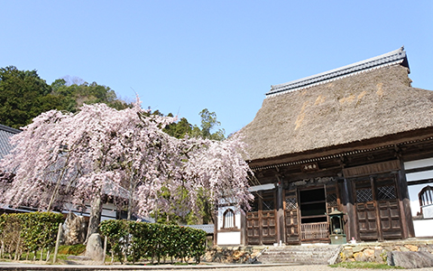 Exterior of Ankokuji with a cherry blossom tree standing next to it
