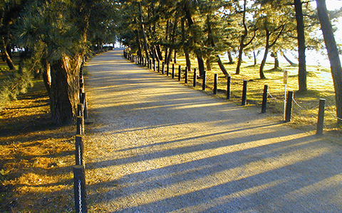 Pathway at Amanohashidate