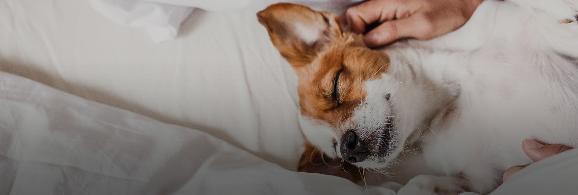A dog being pet on a bed
