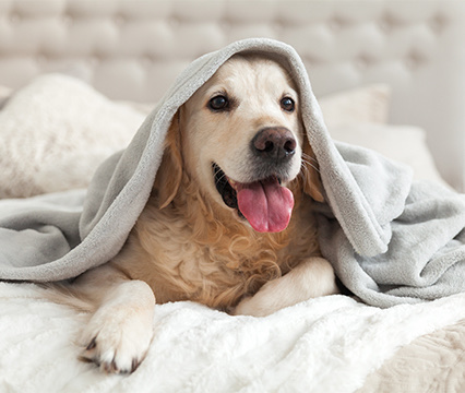 A dog on a bed with a towel on top of him.
