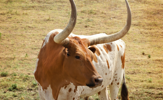 steer with horns