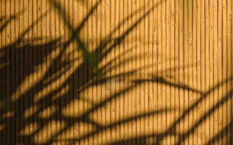 reflection of the palm tree leaves on the wooden wall