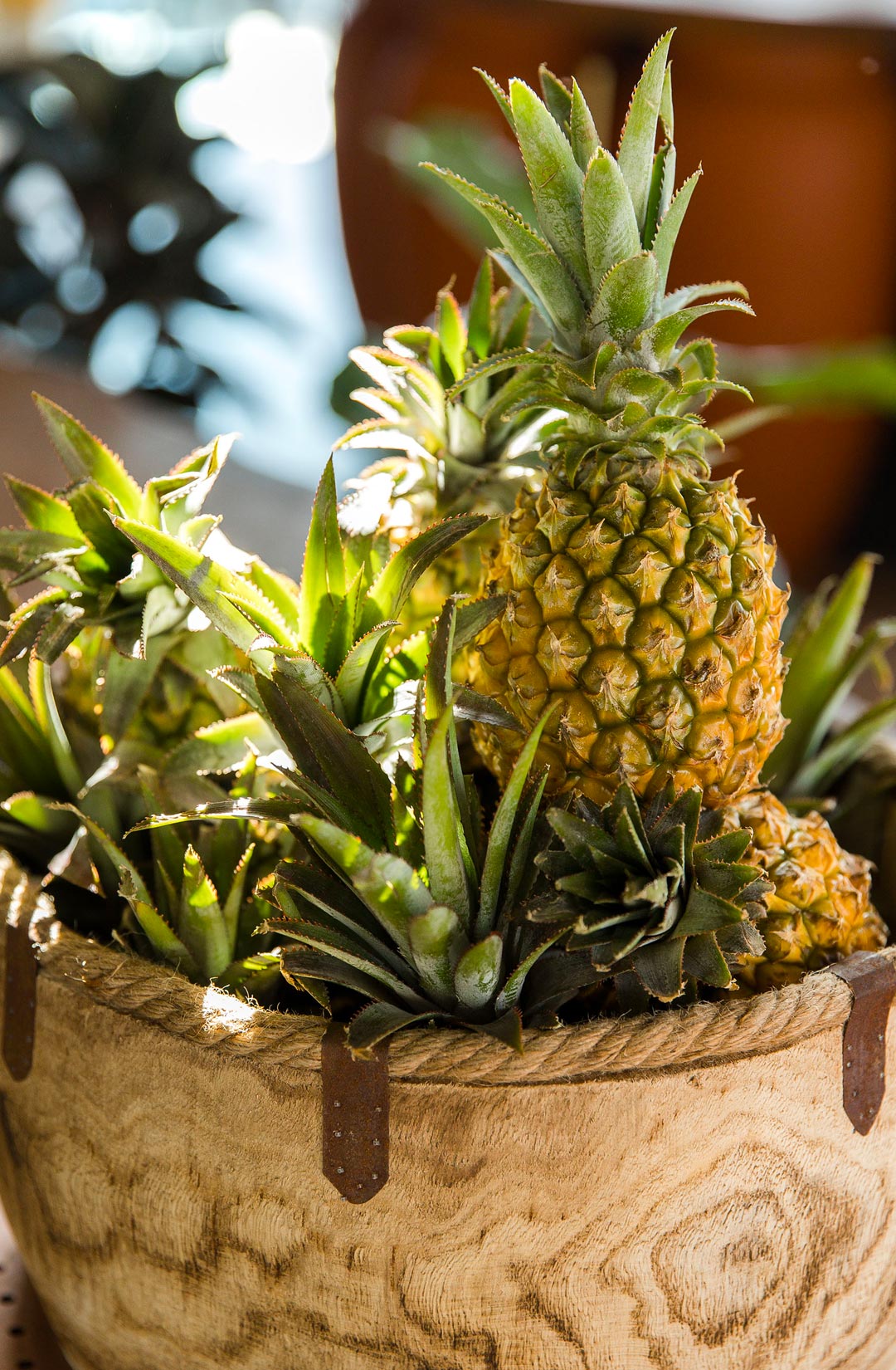 a brown basket full of pineapples