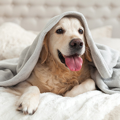 close up of a golden retriever on a bed and under a blanket